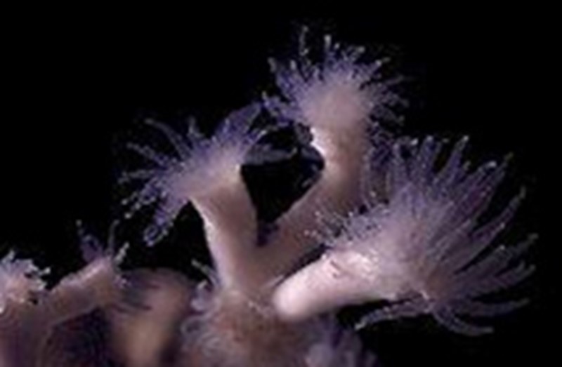 anthropogenic effects on coral reefs essay anthropogenic effects on coral reefs essay