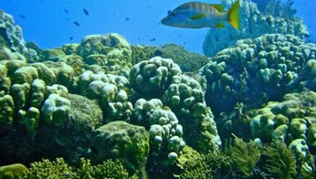 Eastern Caribbean coral reef