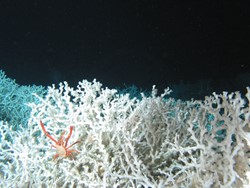 Lophelia colony with the squat lobster