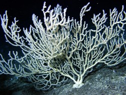 Large bamboo coral off the Florida Straits, this colony was over 1 m tall