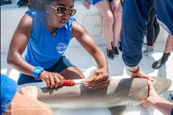 Amani Webber-Schultz tagging a shark